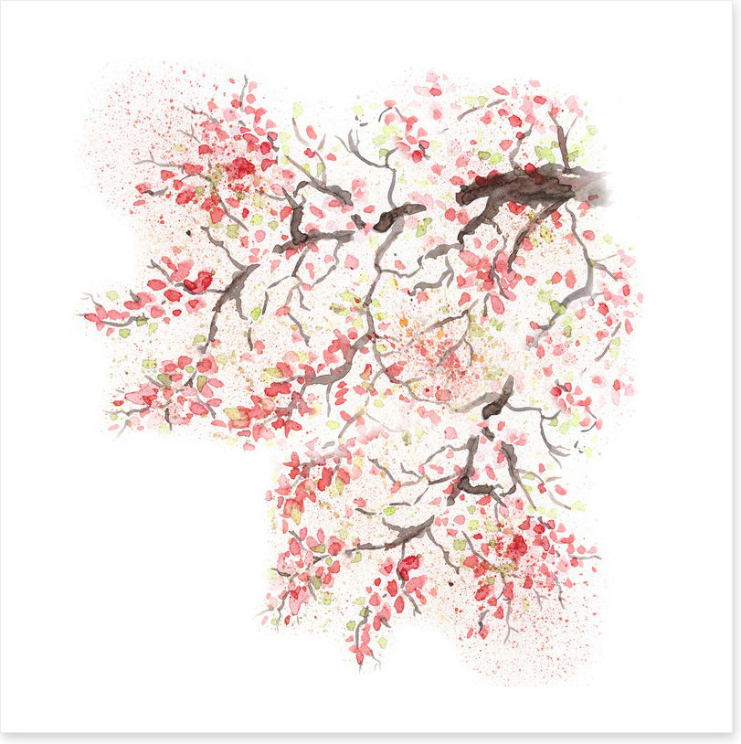Spring sakura blossom