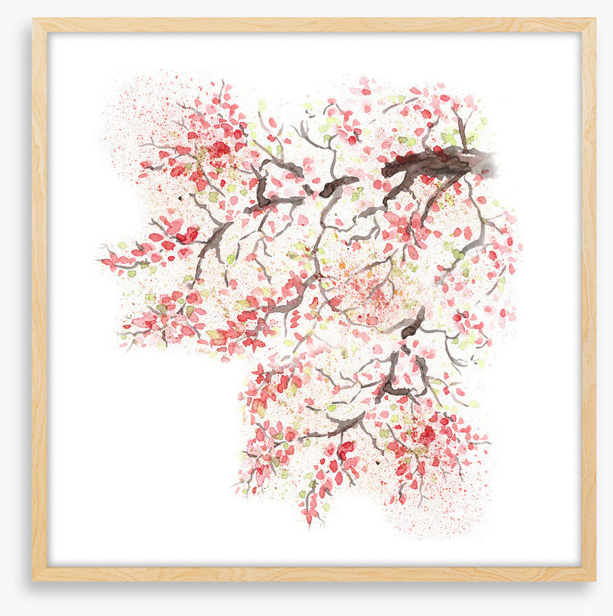 Spring sakura blossom