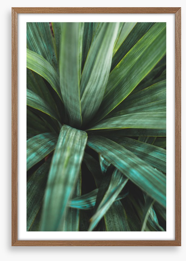 Leaves