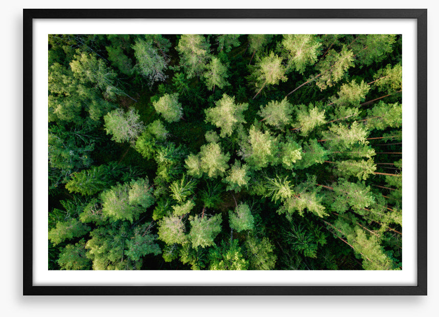 Above the pines