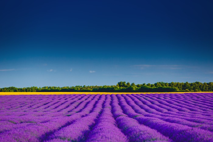 Lavender summer