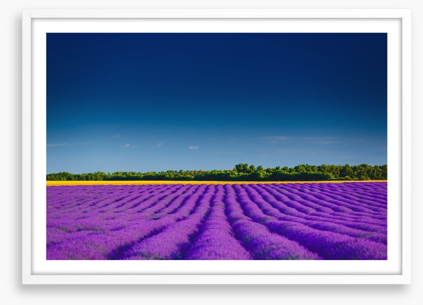 Lavender summer