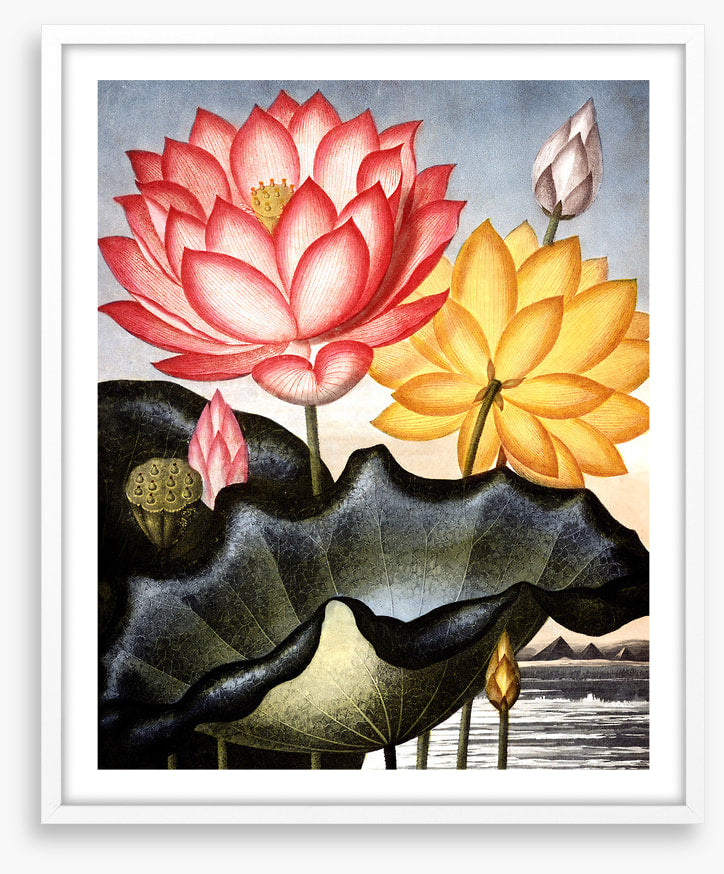 Lofty water lilies