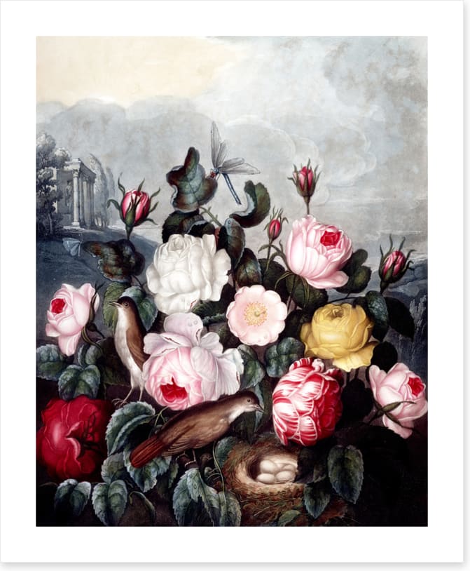 War of the roses