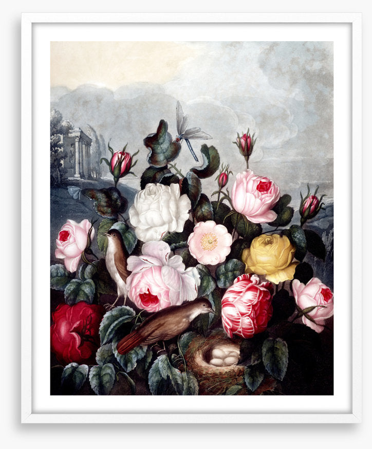 War of the roses