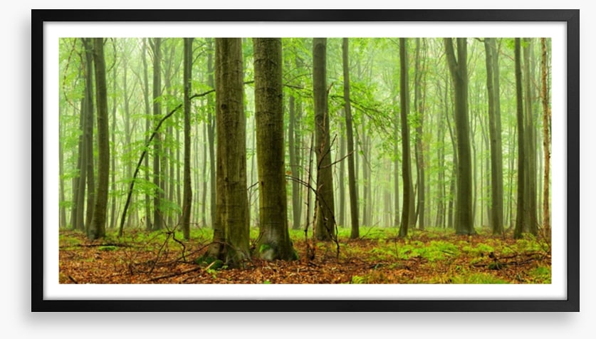 Forests