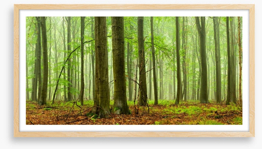Forests
