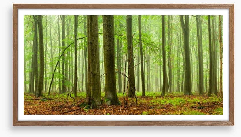 Forests