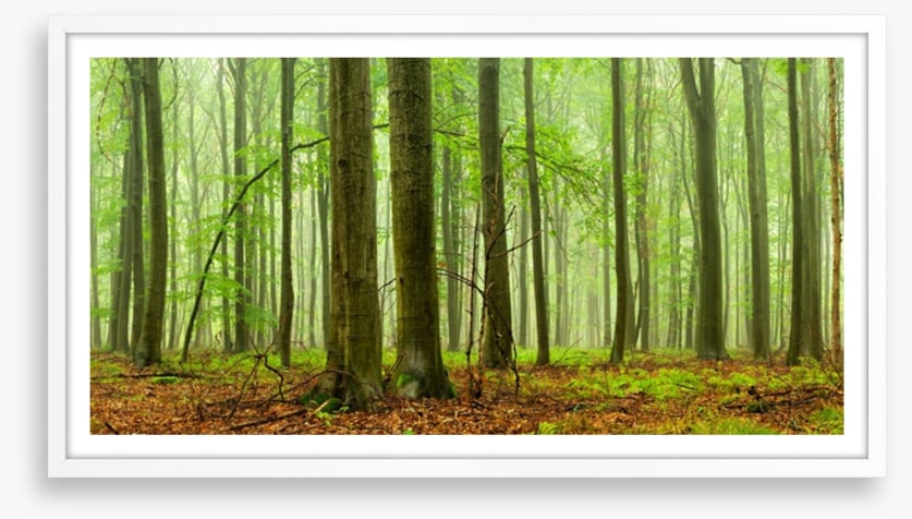 Forests