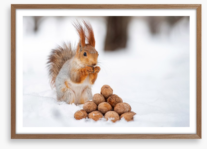 Squirrel nutkin