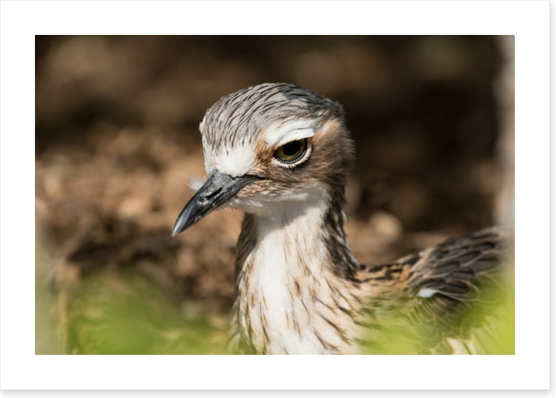 Bush stone-curlew