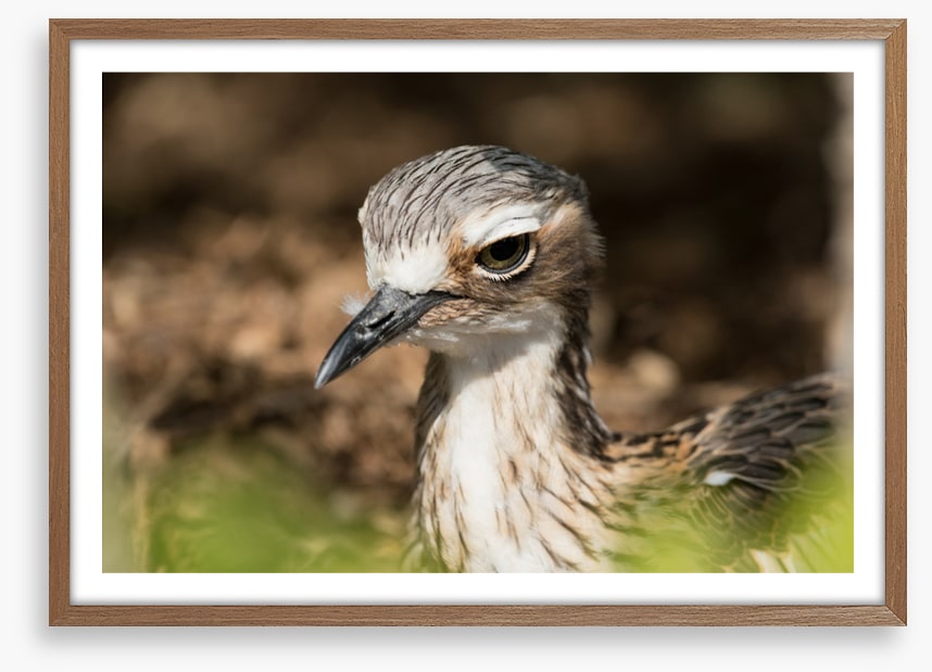Bush stone-curlew