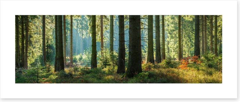Forest light panorama