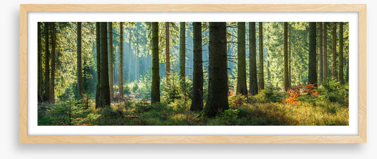 Forest light panorama