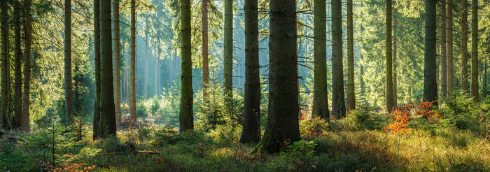 Forest light panorama