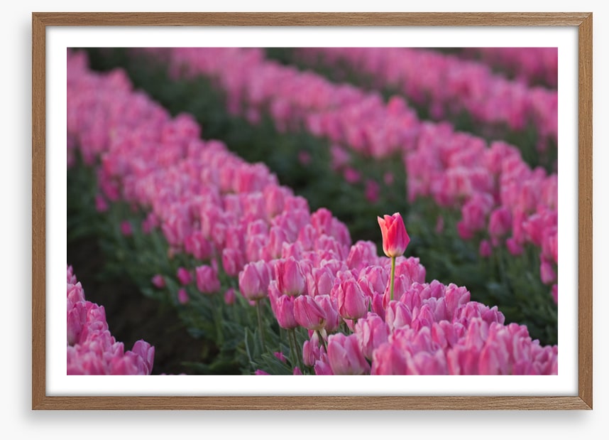 The tall tulip