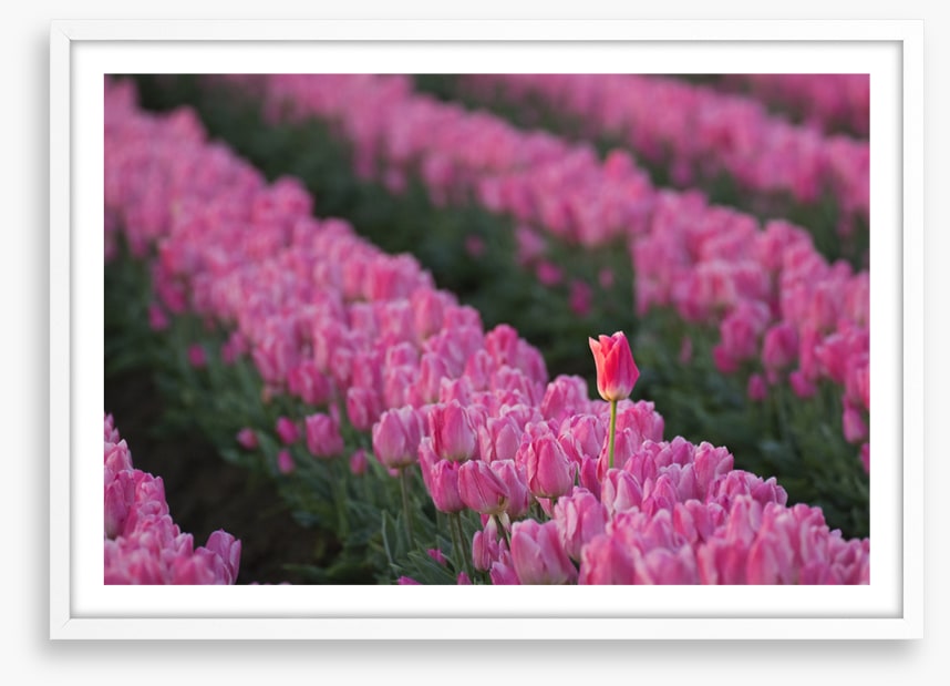 The tall tulip