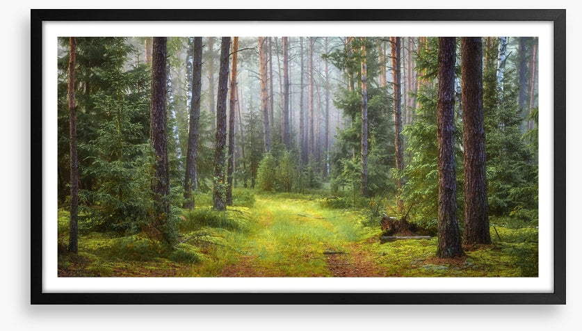 Green forest glade