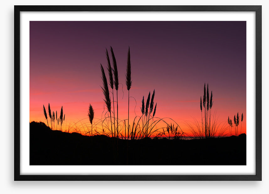 Pampas grass sunset