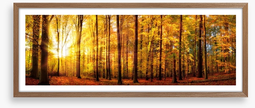 Fall forest panorama