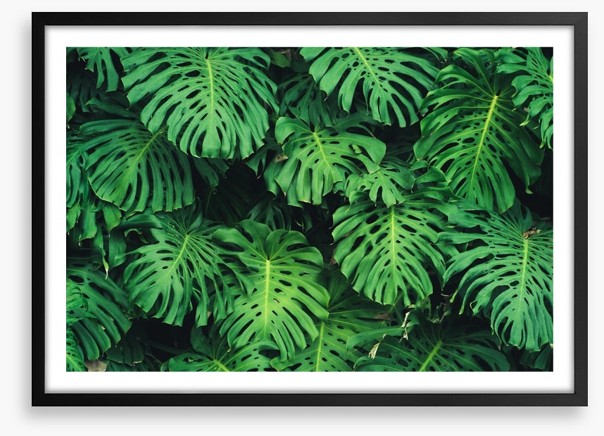 Leaves