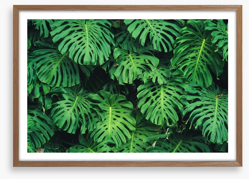 Leaves
