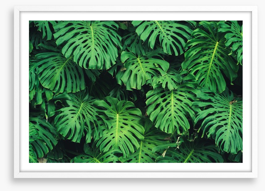 Leaves