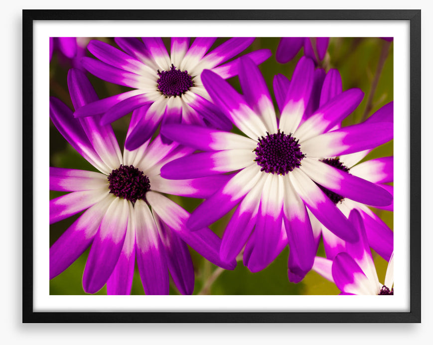 Senetti stars