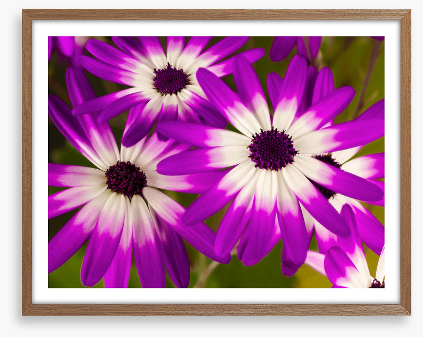 Senetti stars
