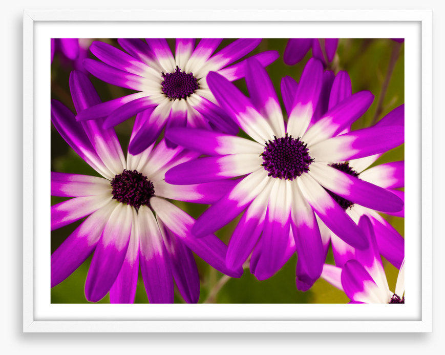 Senetti stars