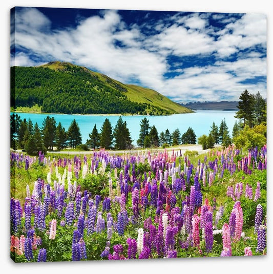 Lake Tekapo, New Zealand