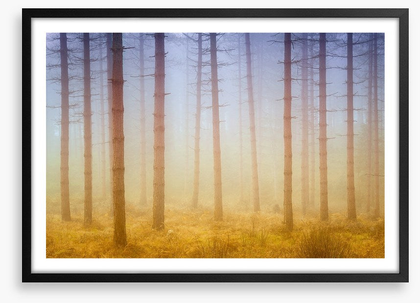 Forests