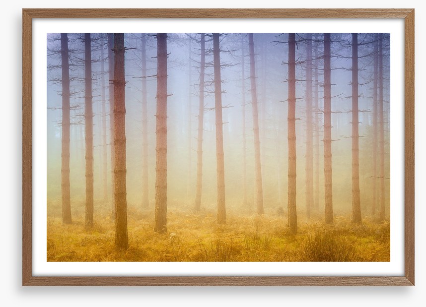 Forests