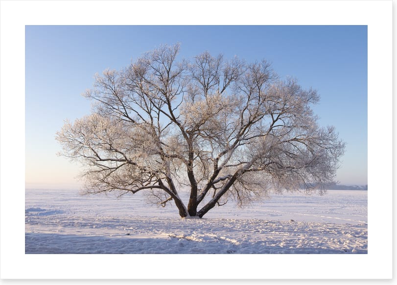 Trees