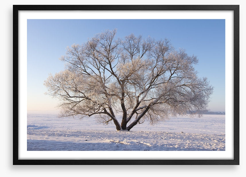 Trees