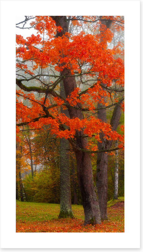 Autumn burst