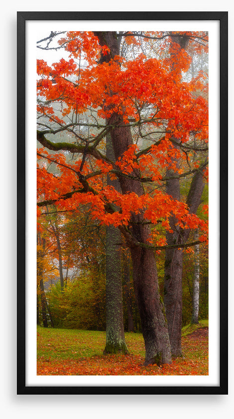 Autumn burst