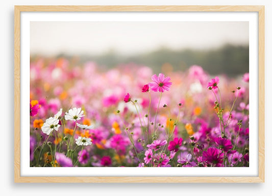 Morning in the meadow