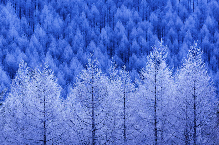 Frostbitten forest