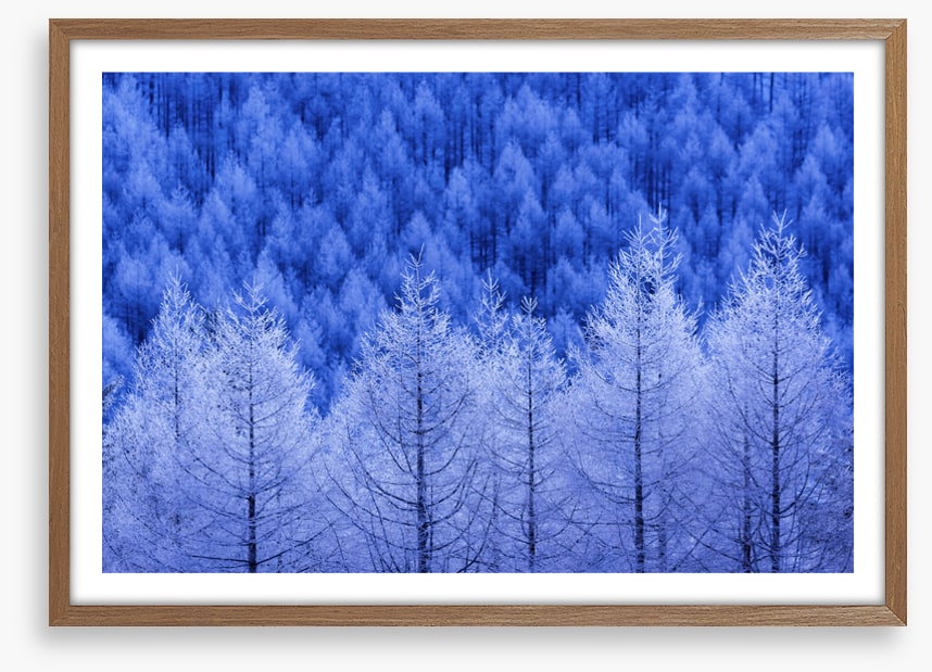 Frostbitten forest
