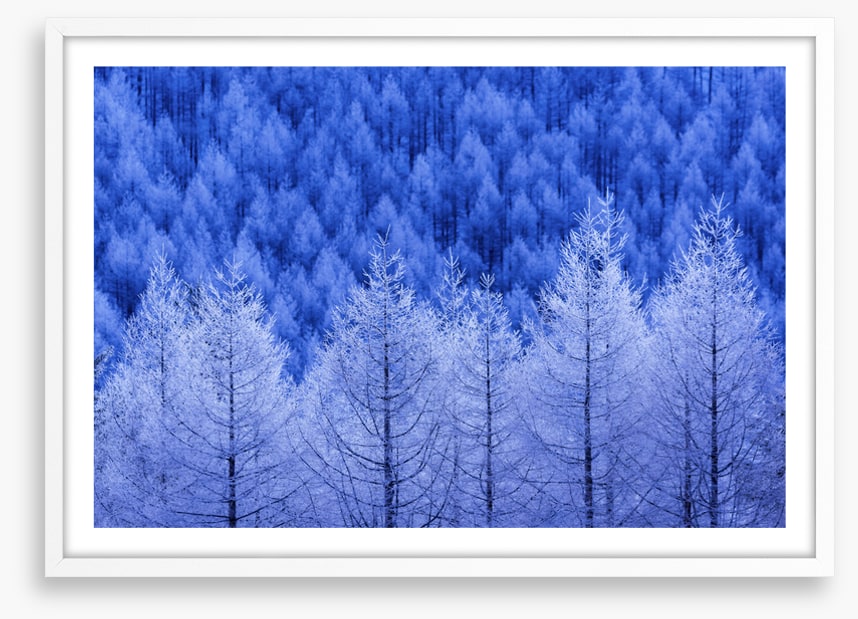 Frostbitten forest