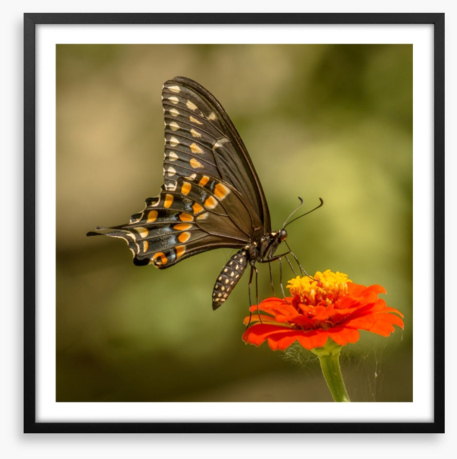 Butterflies