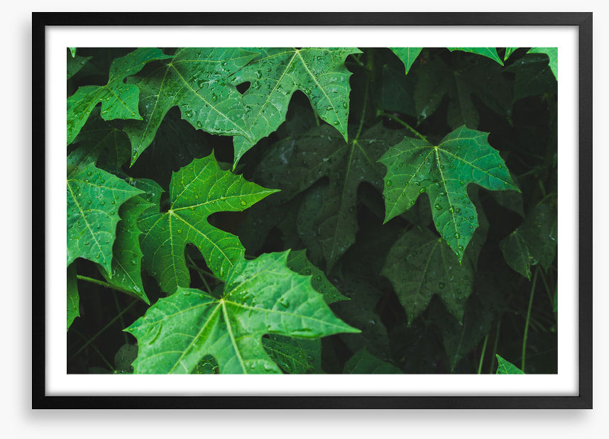 Leaves