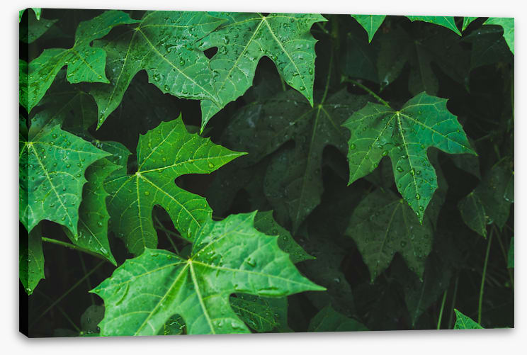 Leaves