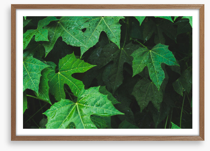 Leaves
