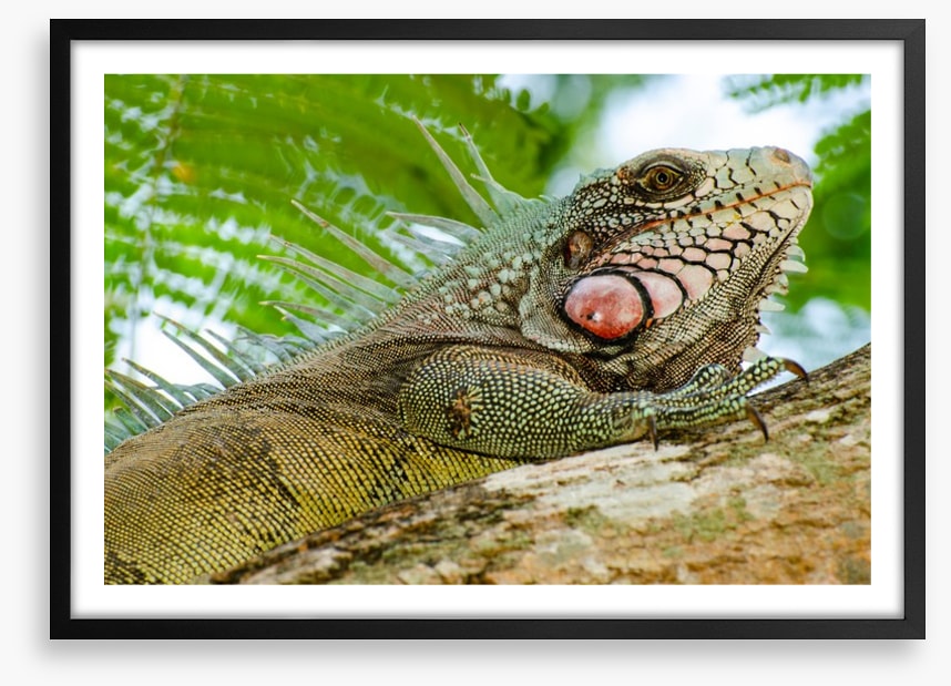 Reptiles / Amphibian