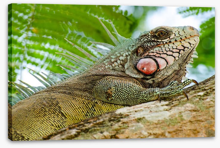 Reptiles / Amphibian