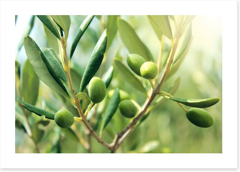 Green olive light