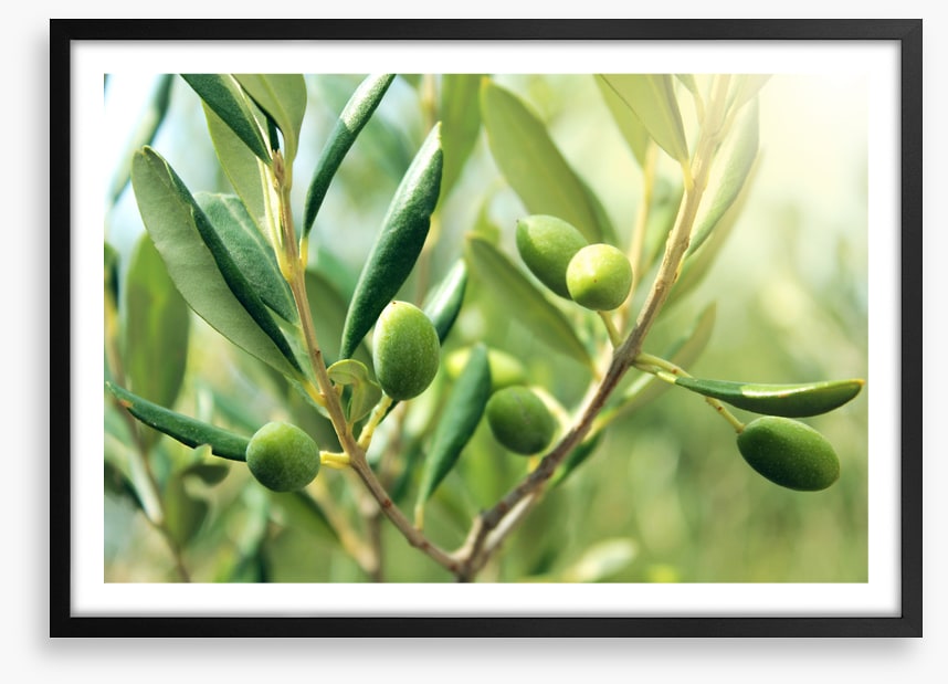 Green olive light