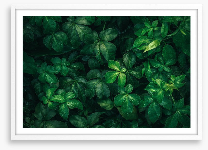 Leaves